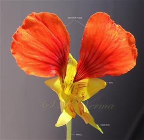  Two post. petals connate with 3 post. sepals near spur